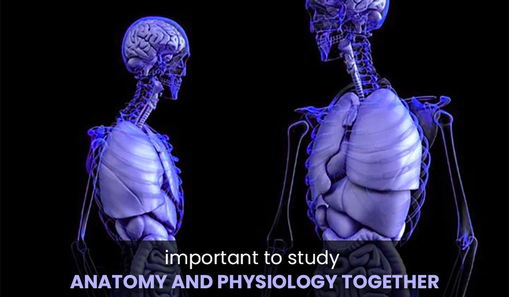 Why is it important to study anatomy and physiology together