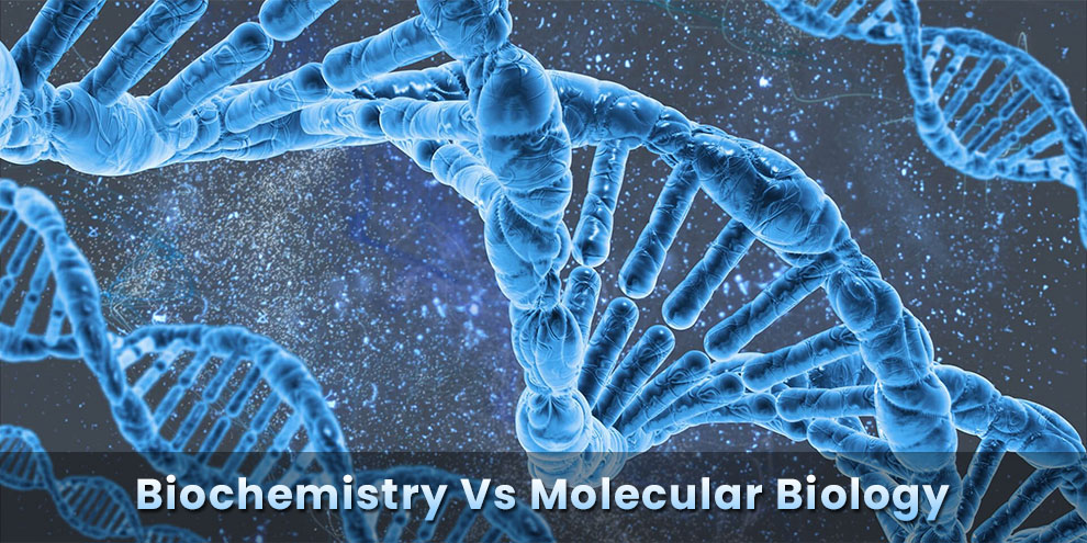 Biochemistry Vs Molecular Biology