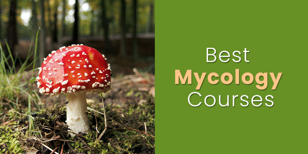 Best Online Mycology Courses