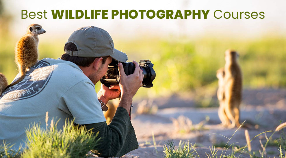 Best Wildlife Photography Courses