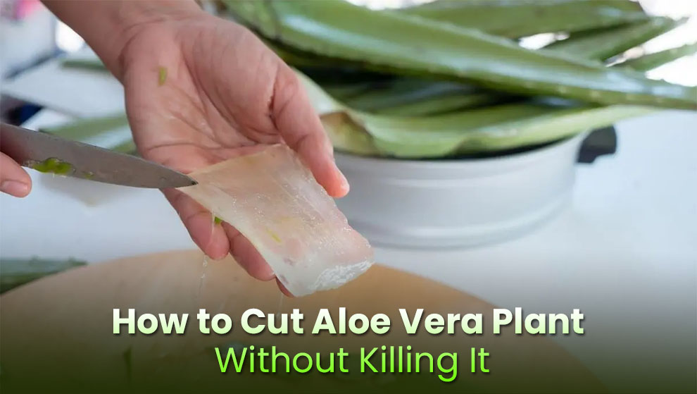 How To Cut Aloe Vera Plant 