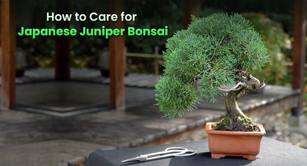 How to care for Japanese juniper bonsai